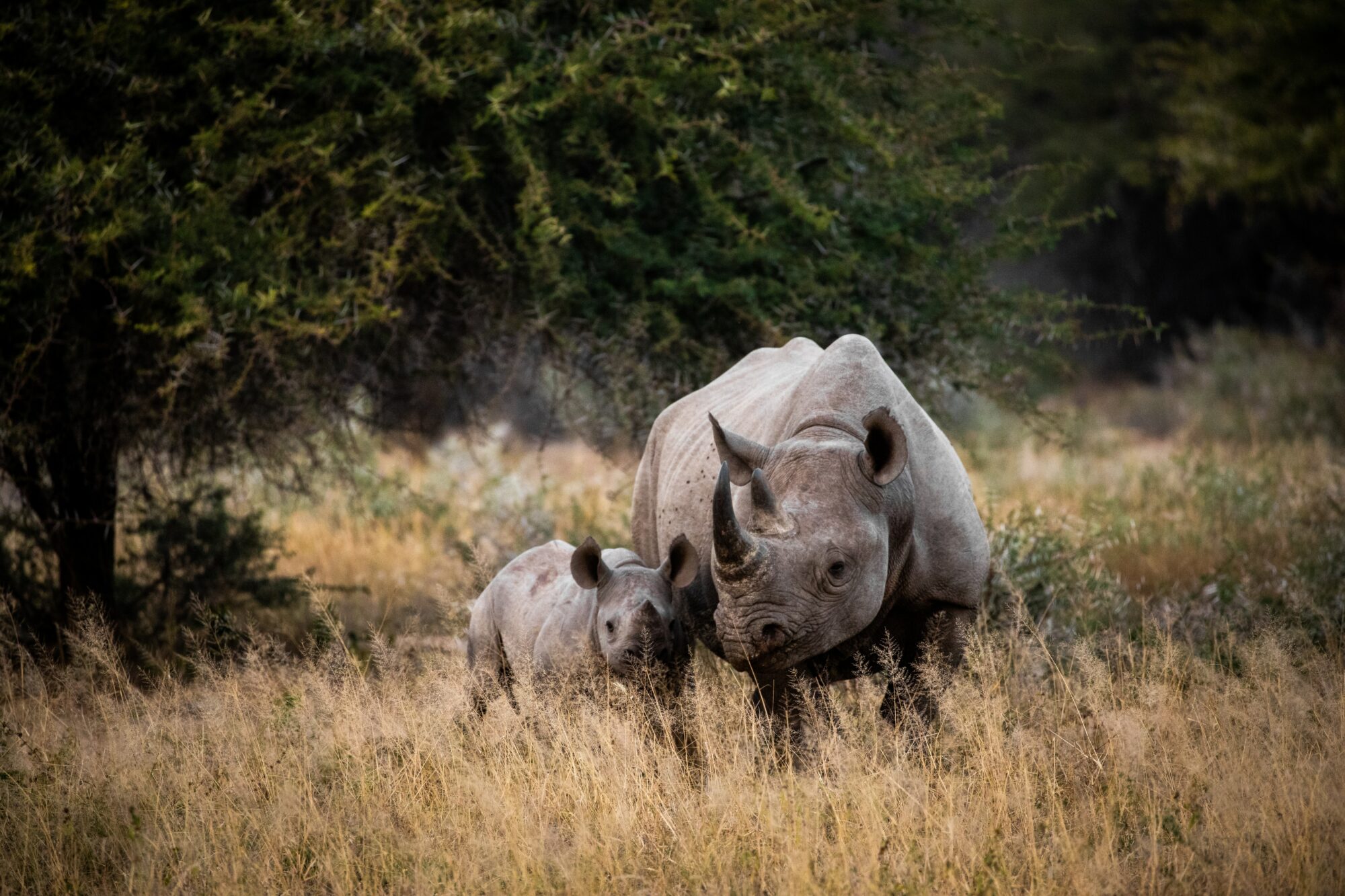 Colombia becomes the first country in the world to sign up to United for Wildlife's Buckingham Palace Declaration - Vimarsana News